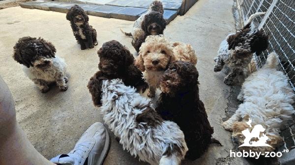 Pui Lagotto Romagnolo