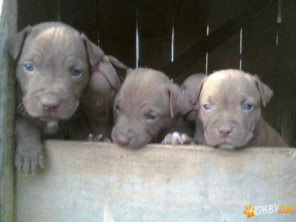 Puiuti Pitbull
