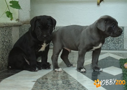 Pui Cane Corso de vanzare