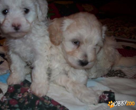 pui bichon toate varietatile