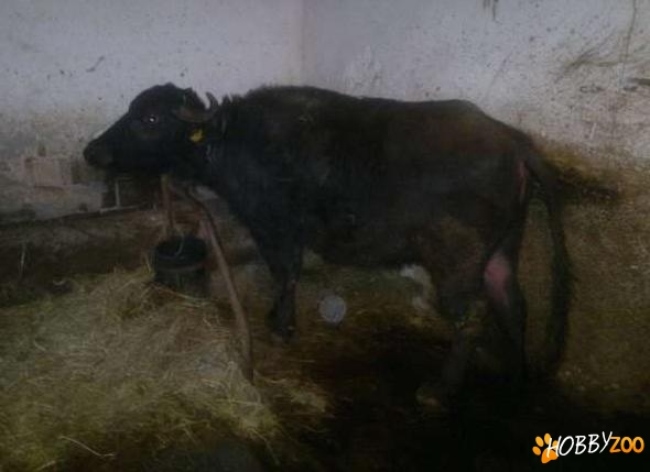 Bivolita superba a doua fatare
