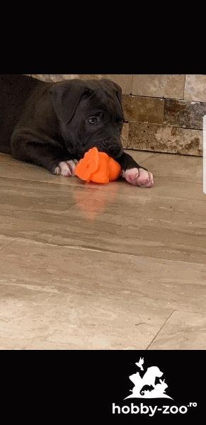 American Bully Standard pedigree ABKC
