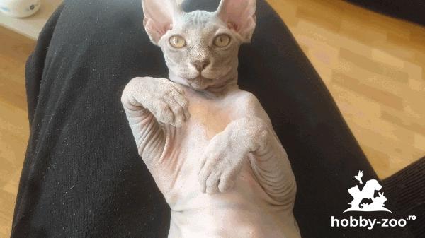 SPHYNX CANADIAN TABBY BLUE