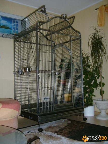 Vand diferite specii de papagali si coli