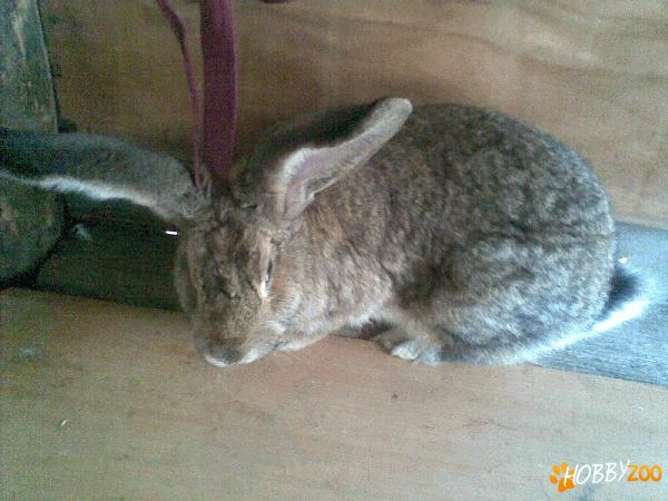 vand iepuri belgieni