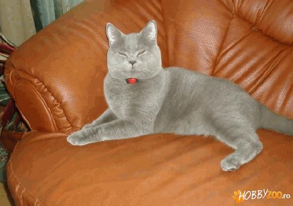 Motan Blue British Shorthair