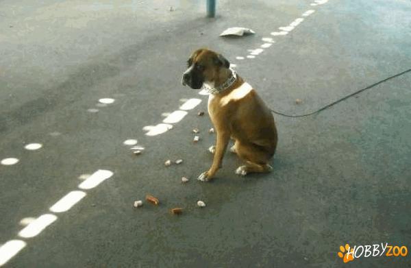 Cel mai bun dresaj canin