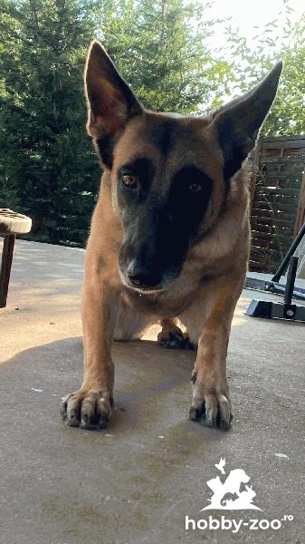 Dau spre adoptie ciobanesc belgian malinois.