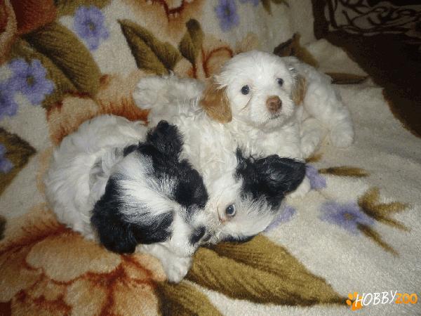 Bichon catelusi - bichon