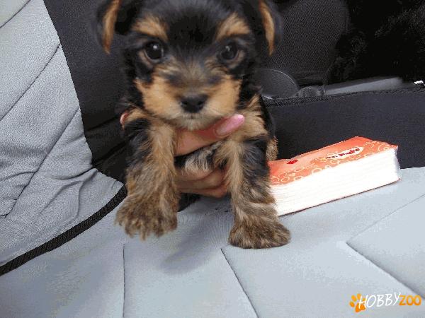 YORKSHIRE TERRIER TOY