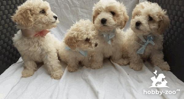 Pui de cavachon