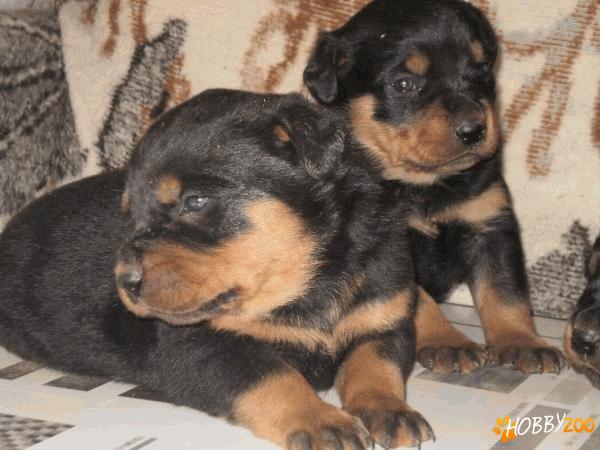 vand catei rottwailier satu mare
