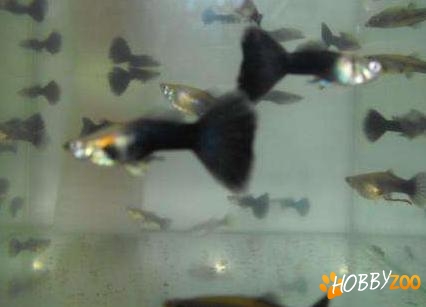 pestisori Guppy exotici