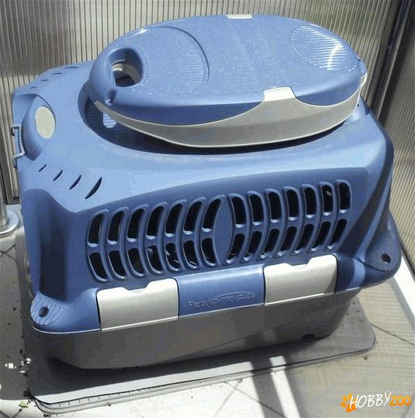 pet cargo transport caine