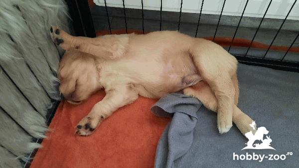 Pui Golden Retriever 