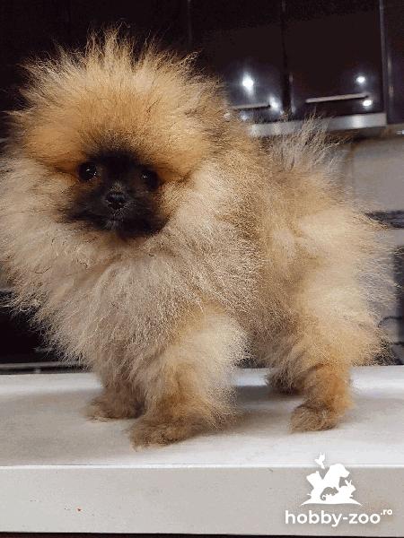 Spitz pomeranian ursuleți de pluș