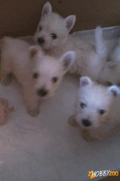vand urgent si ieftin westie