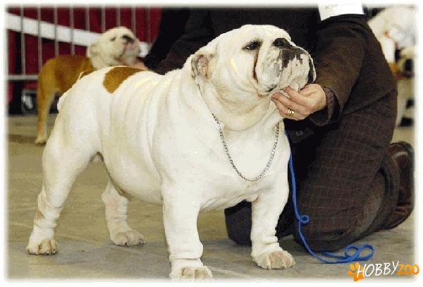 VAND CATEII BULLDOG ENGLEZ