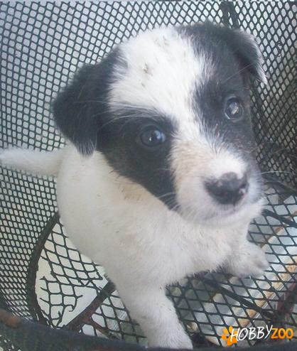 jack russell original de vanzare