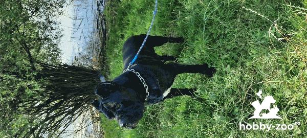   Ofer mascul Cane corso pentru mon