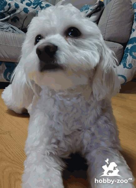 Bichon maltez caut femela pt imperechiat