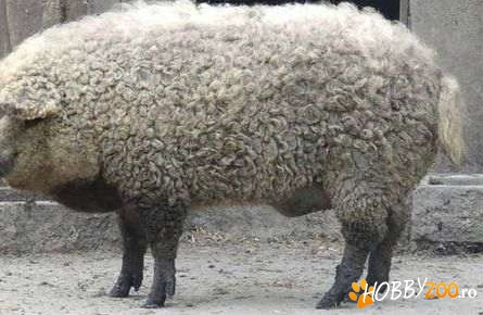 Porci Mangalita foarte mari