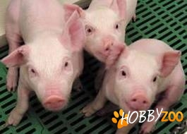 Porci crescuti in gospodarie