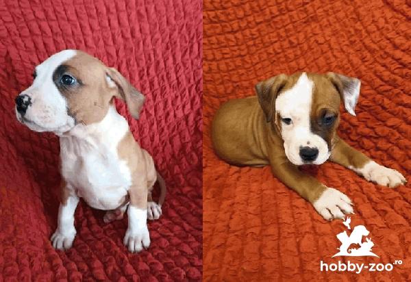 Vând pui amstaff 6 masculi,cu pedigre