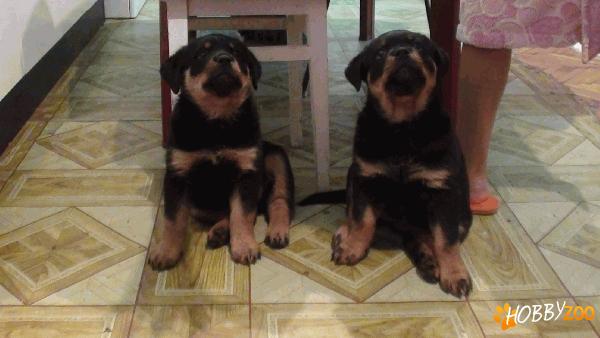 Rottweiler 2 Femele 7 saptamani