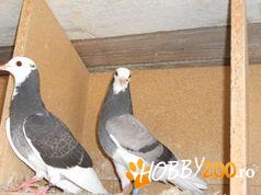  porumbei roleri de birmingam