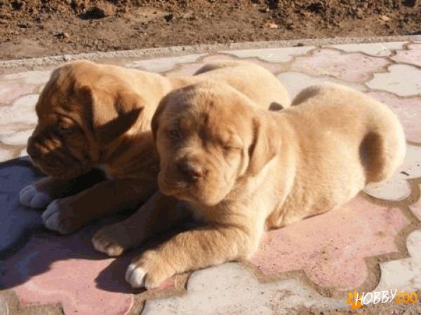 vand catei dog de bordeaux  satu mare