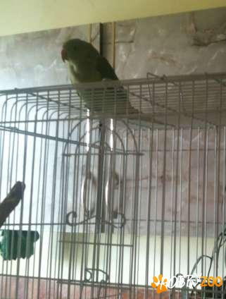 Papagal micul alexandru verde