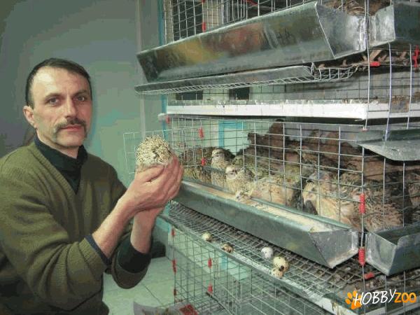 matca prepelite din Ungaria