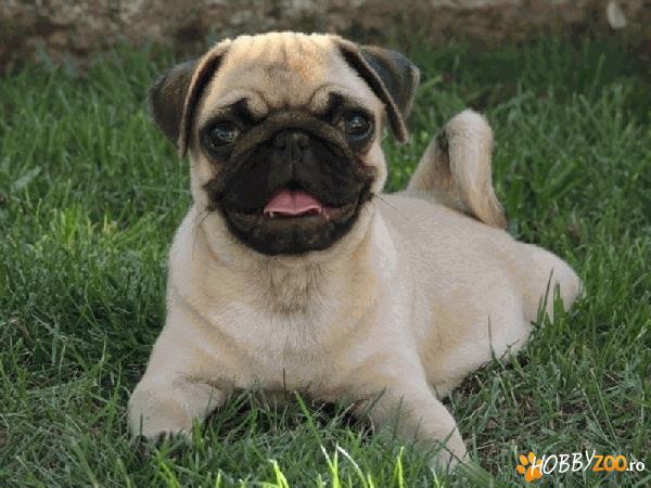VAND CAINI PUG/MOPS BUCURESTI