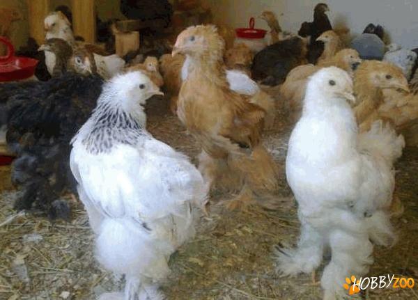 Oua eco pentru incubat 