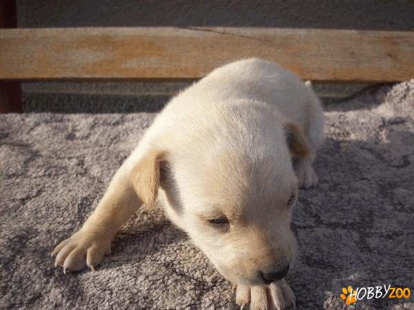 labrador retriever auriu