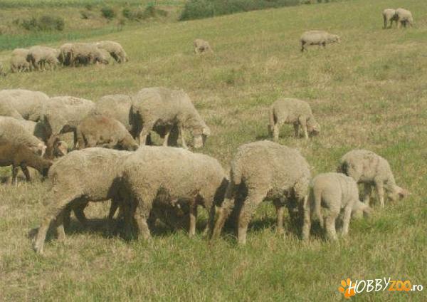Fermier autorizat oi merinos