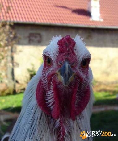 cocosi Brahma herminat deschis