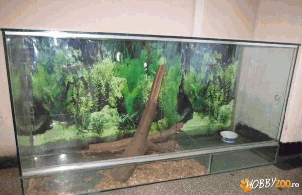 terarium de sticla iguana