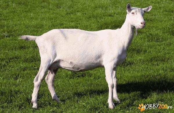 VAND CAPRE SAANEN CU PEDIGREE