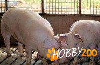 Porc de carne sacrificare