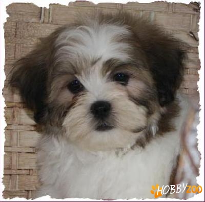 bichon havanese 450 ron baieti si f