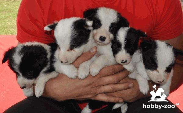 Border Collie Pui de vânzare