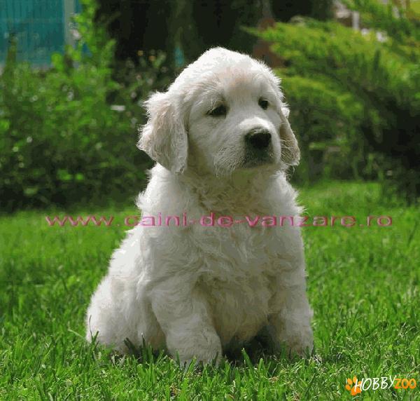 Golden Retriever de vanzare