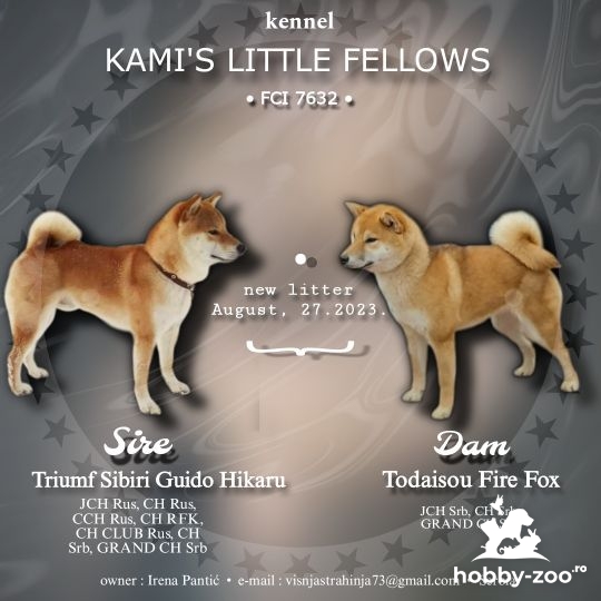 Shiba Inu catelusi de vanzare