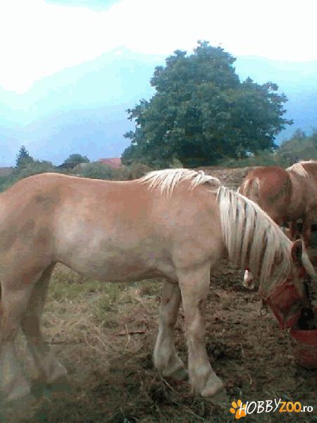 manza belgiana pusa la caruta