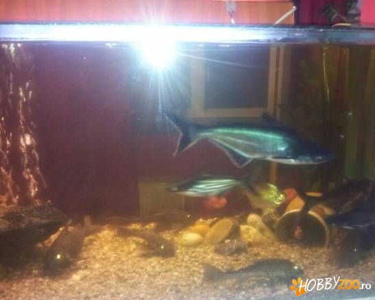 donez pangasius catfish