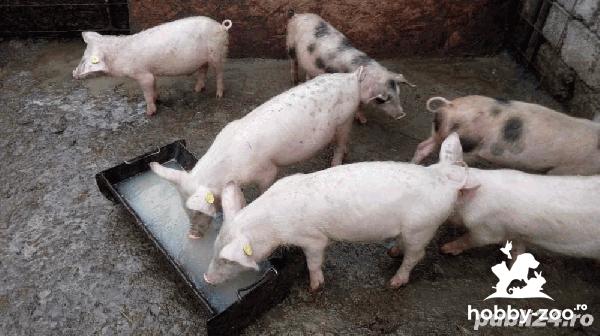 Purcei și grăsuni intre 20 si 50 kg