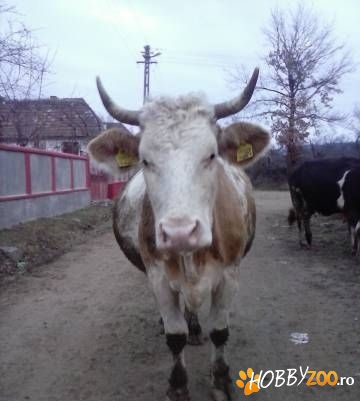 vaca gestanta in 8 luni