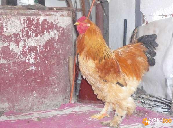 oua brahma herminat incubatie
